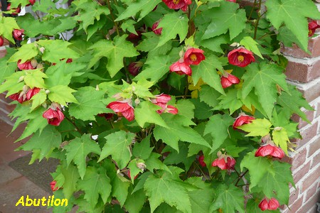 Abutilon.JPG