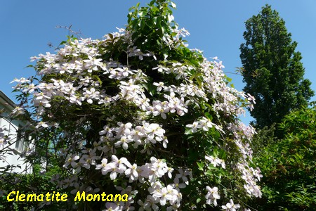 Clematite_Montana.JPG