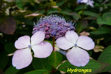 Hydrangea.JPG