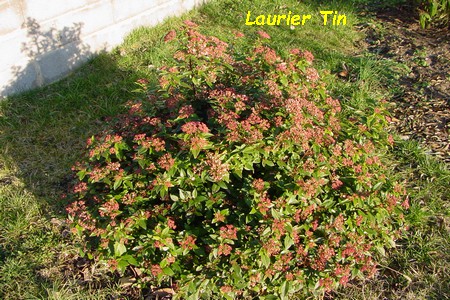 Laurier_tin.jpg