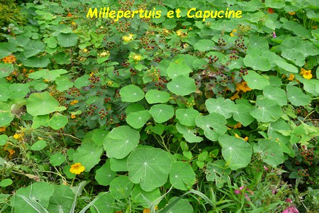 Millepertuis_et_Capucine.JPG