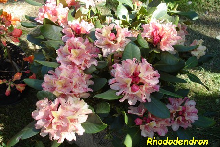 Rhododendron.JPG