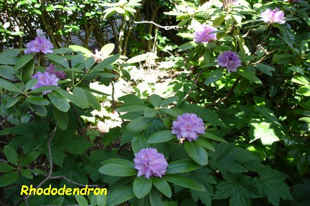 Rhododendron_3.JPG