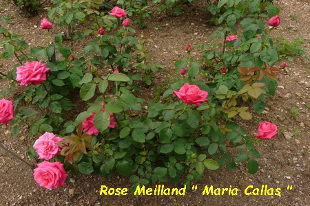 Rose_Meilland_Maria_Callas.JPG