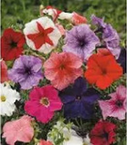 PETUNIA_MULTIFLORA.jpg