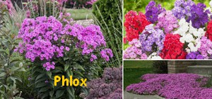 PHLOX.jpg
