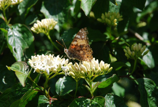 une_fleur_tombee.jpg