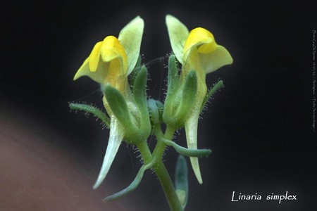 linaria_simplex.jpg