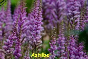 ASTILBE7.jpg