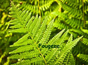 FOUGERE.jpg