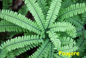 FOUGERE3.jpg