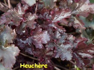 HEUCHERE2.jpg