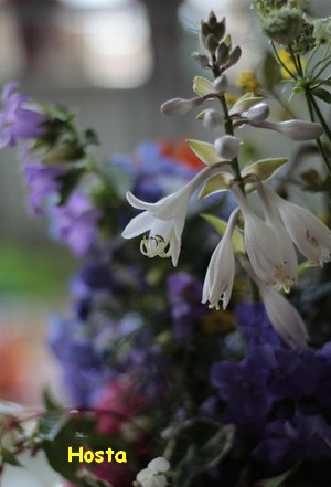HOSTA3.jpg