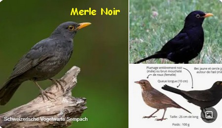 MERLE_NOIR.jpg