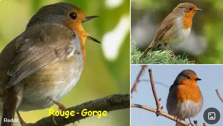 ROUGE-GORGE.jpg
