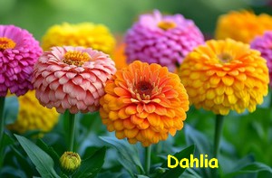 DAHLIA.jpg
