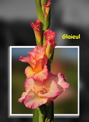 GLAIEUL.jpg
