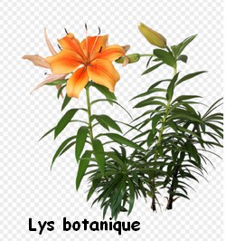 LYS_BOTANIQUE.jpg