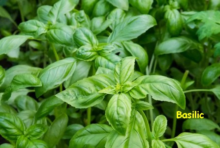 BASILIC.jpg