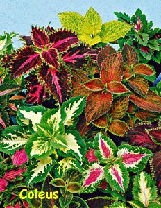 COLEUS.jpg