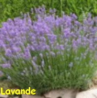 LAVANDE.jpg