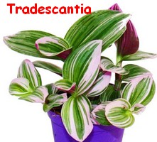 TRADESCANTIA.jpg