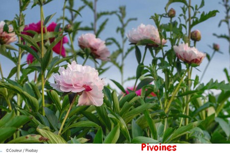 PIVOINES.jpg