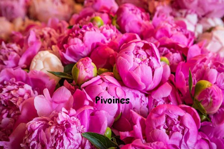 PIVOINES1.jpg