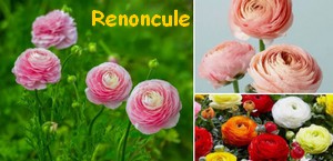 RENONCULES.jpg