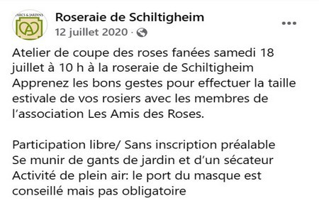 roseraie_schil_taille_fleurs_fanees_3_13.jpg