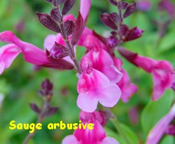SAUGE_ARBUSIVE.jpg