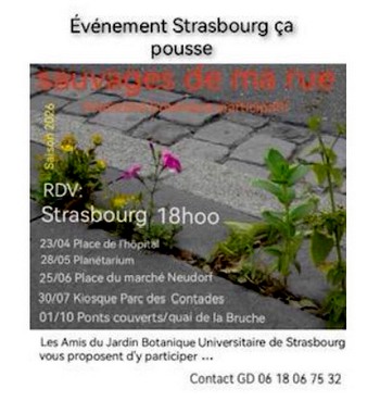 STRASBOURG_CA_POUSSE.jpg