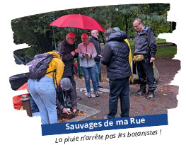 SAUVAGES_de_ma_RUE.jpg