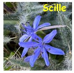 SCILLE3.jpg