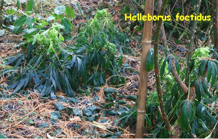 G_H_HELLEBORUS.jpg