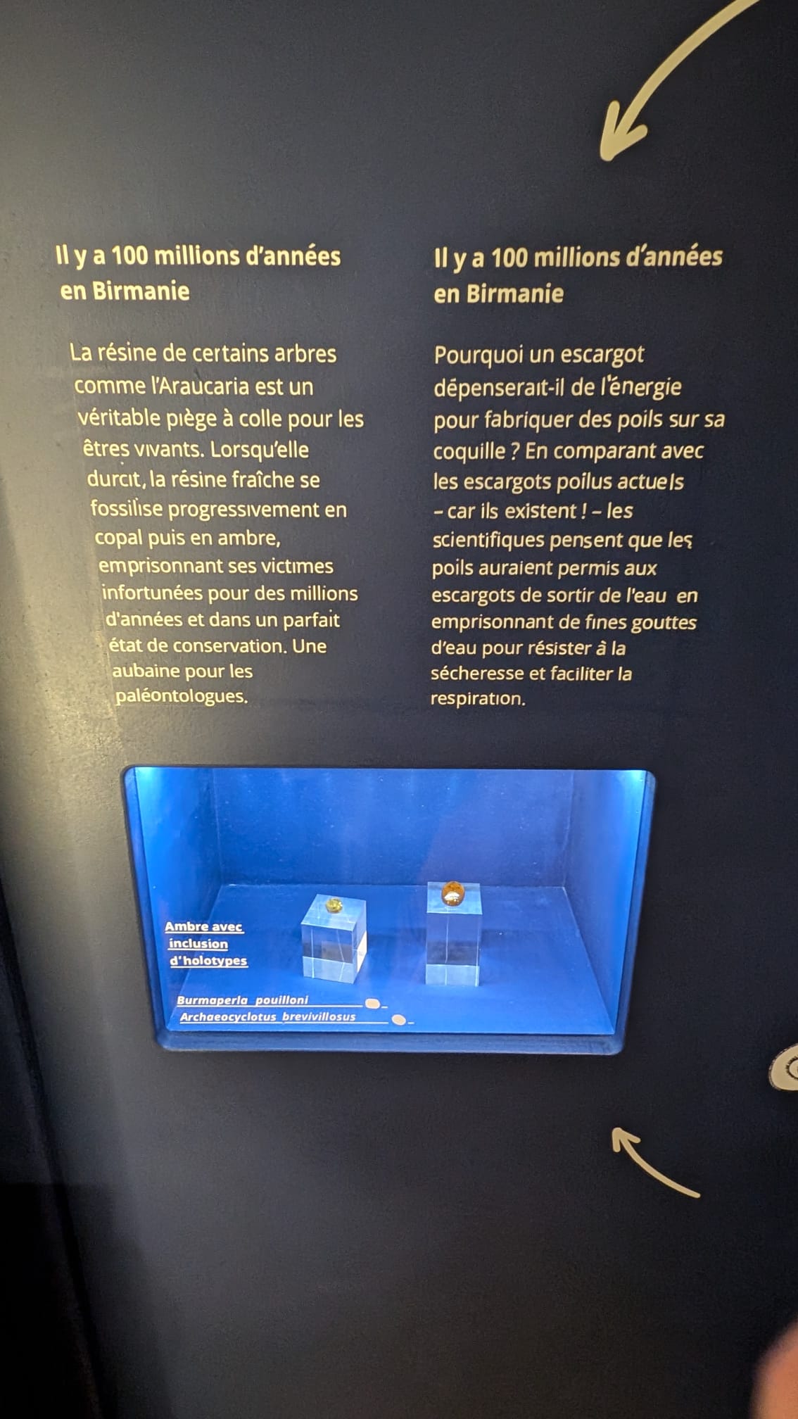 colmar_9.jpg