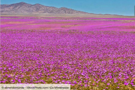 DESERT_FLEURI.jpg