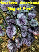 HEUCHERA_AMERICANA_RING_OF_FIRE.jpg