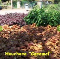 HEUCHERA_CARAMEL.jpg