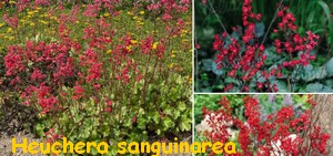 HEUCHERA_SANGUINEA.jpg