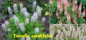 TIARELLE_CORDIFOLIA.jpg