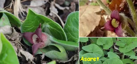 ASARET.jpg