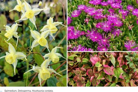 EPIMEDIUM.jpg