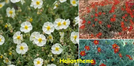 HELIANTHEME.jpg