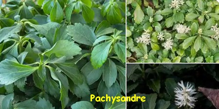 PACHYSANDRE.jpg
