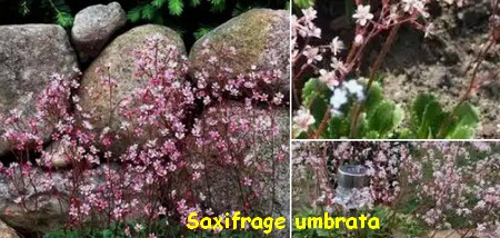 SAXIFRAGE_UMBRATA.jpg
