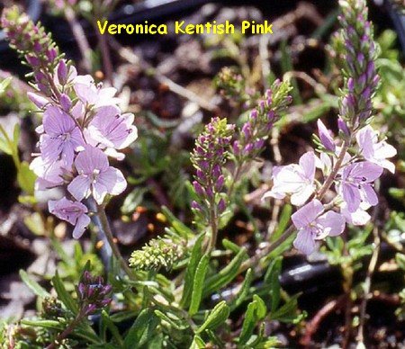 VERONIQUE_KENTISH_PINK.jpg