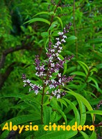 ALOYSIA_CITRIODORA.jpg