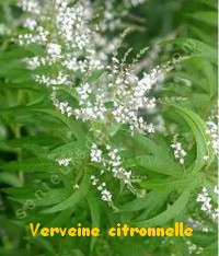 VERVEINE_CITRONNELLE.jpg