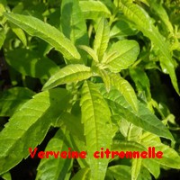 VERVEINE_CITRONNELLE2.jpg